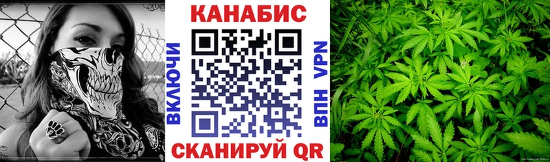 где найти   Боровичи  Каннабис индика 